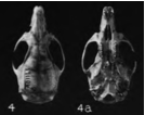 Melanomys caliginosus